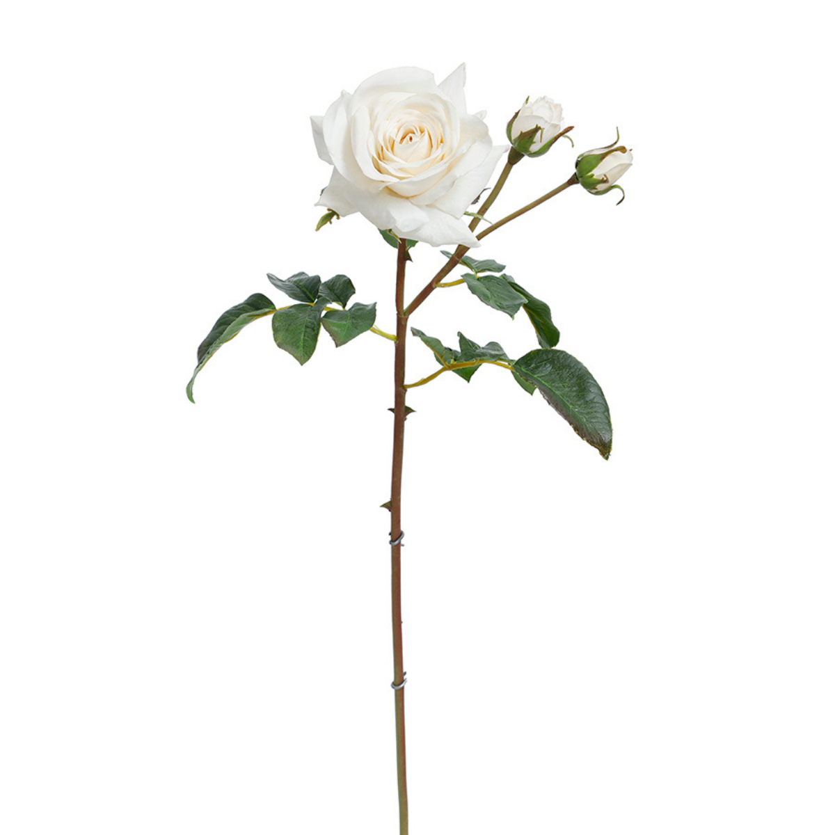 Open rose stem with premium buds, 56cm