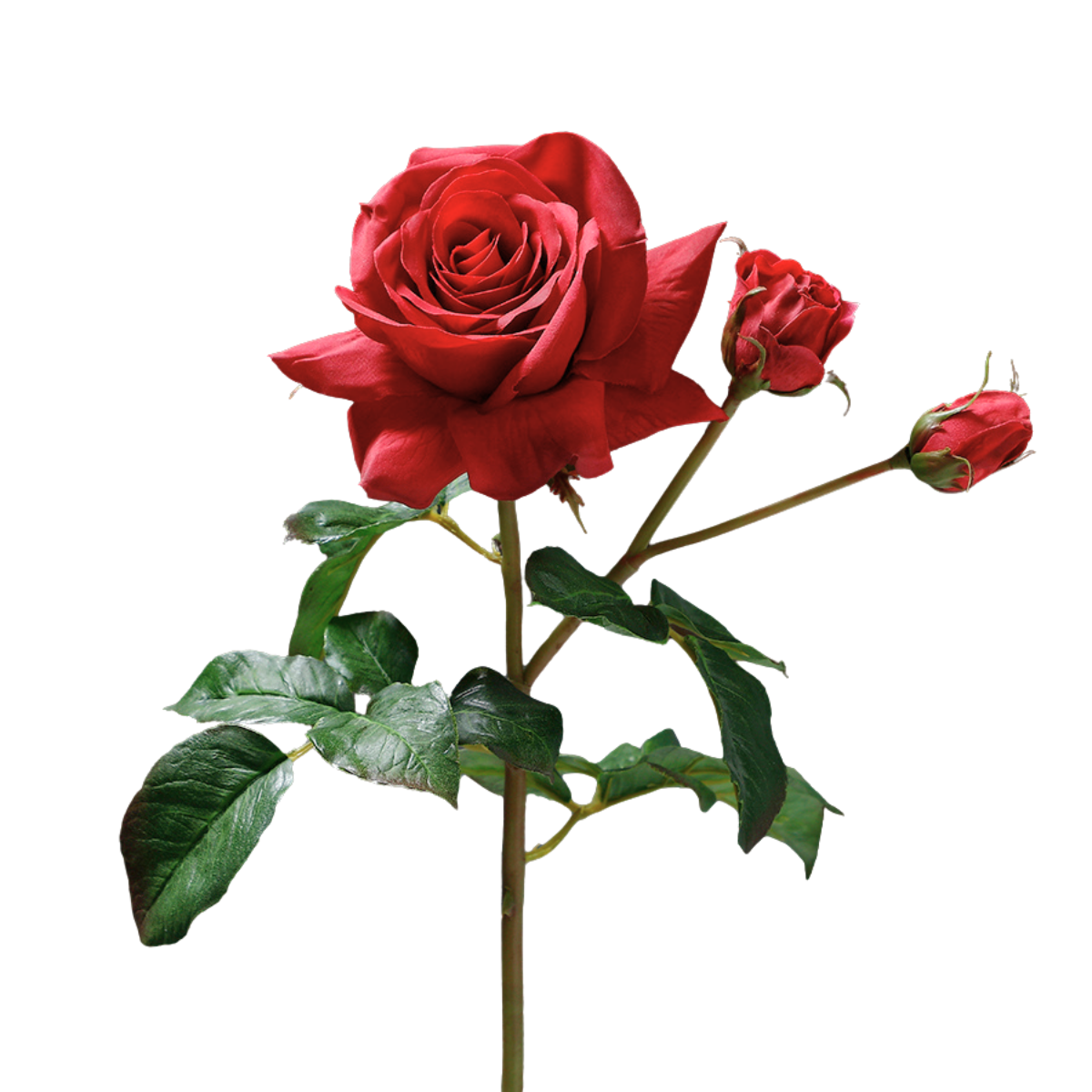 Open rose stem with premium buds, 56cm