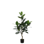 Ficus in a 130 cm pot