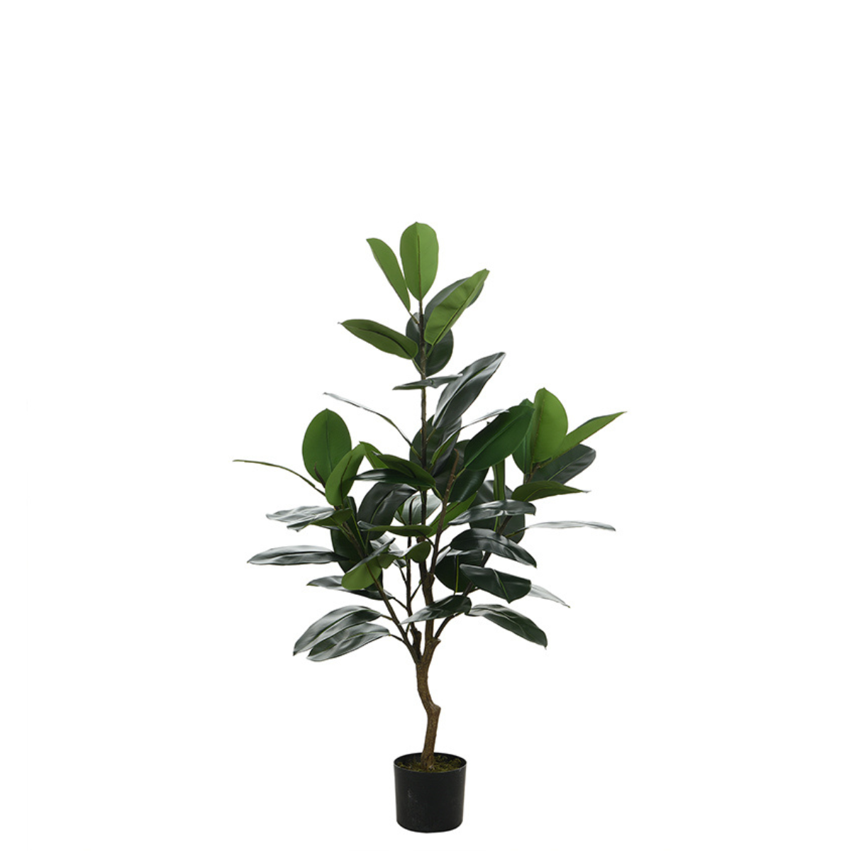 Ficus in a 130 cm pot