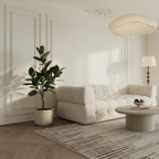 Ficus in a 130 cm pot