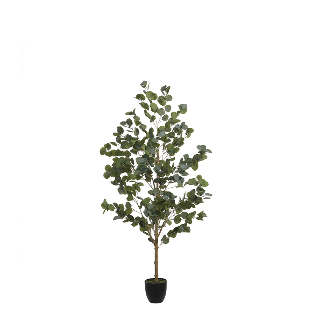 Eucalyptus in a 150 cm pot