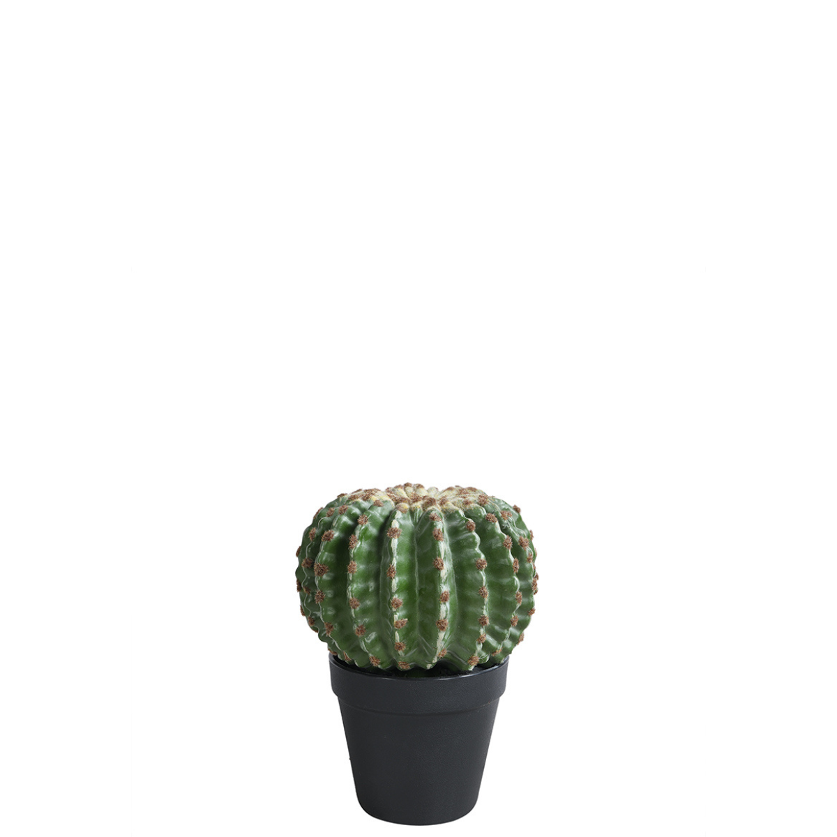 Round cactus in a pot, 22 cm