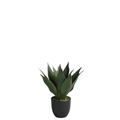 Agave in a 35 cm pot