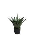 Agave in a 51 cm pot
