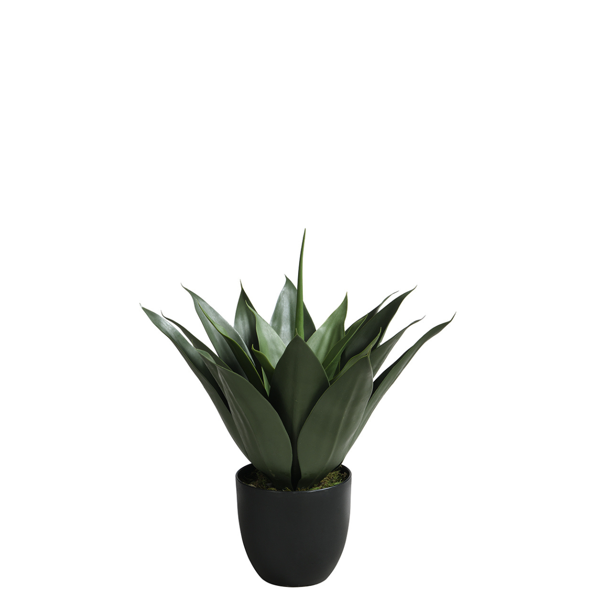 Agave in a 51 cm pot