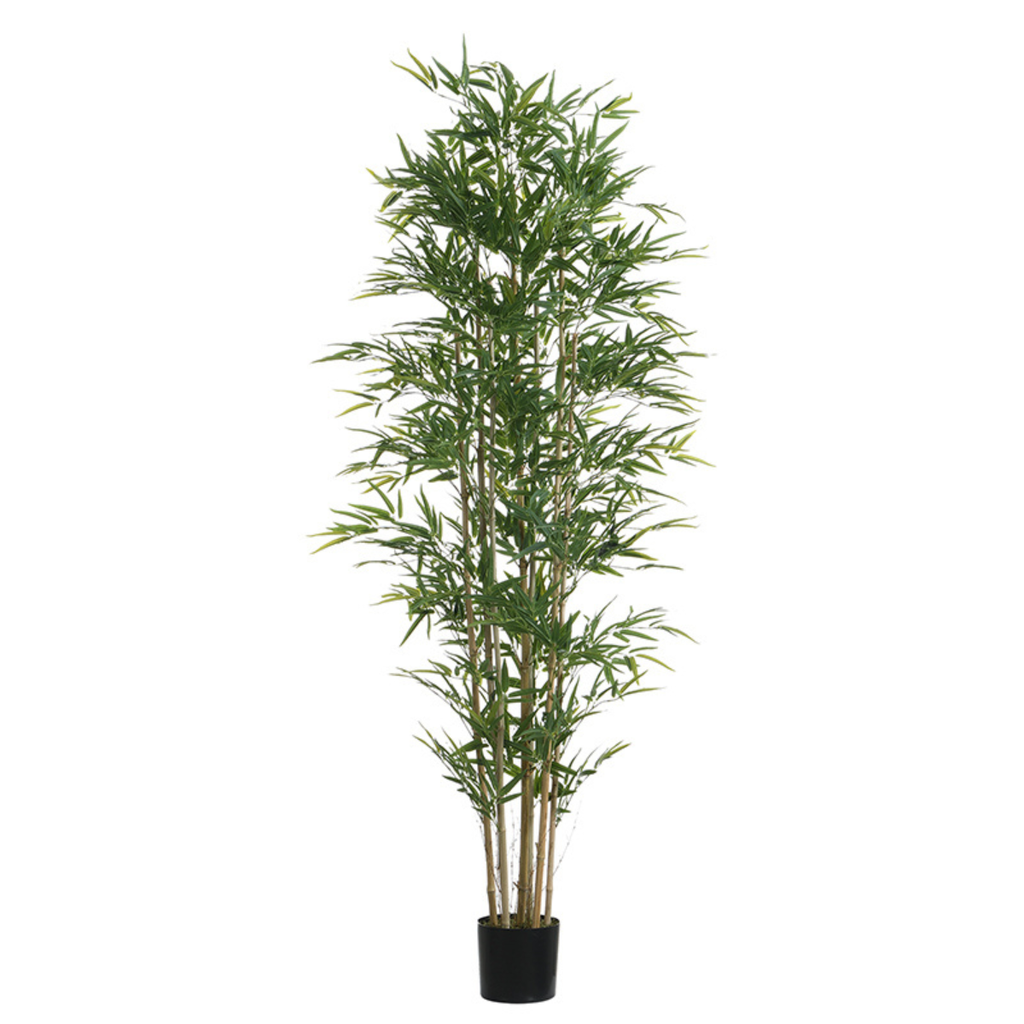 Potted bamboo 210 cm
