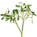 Mistletoe foliage