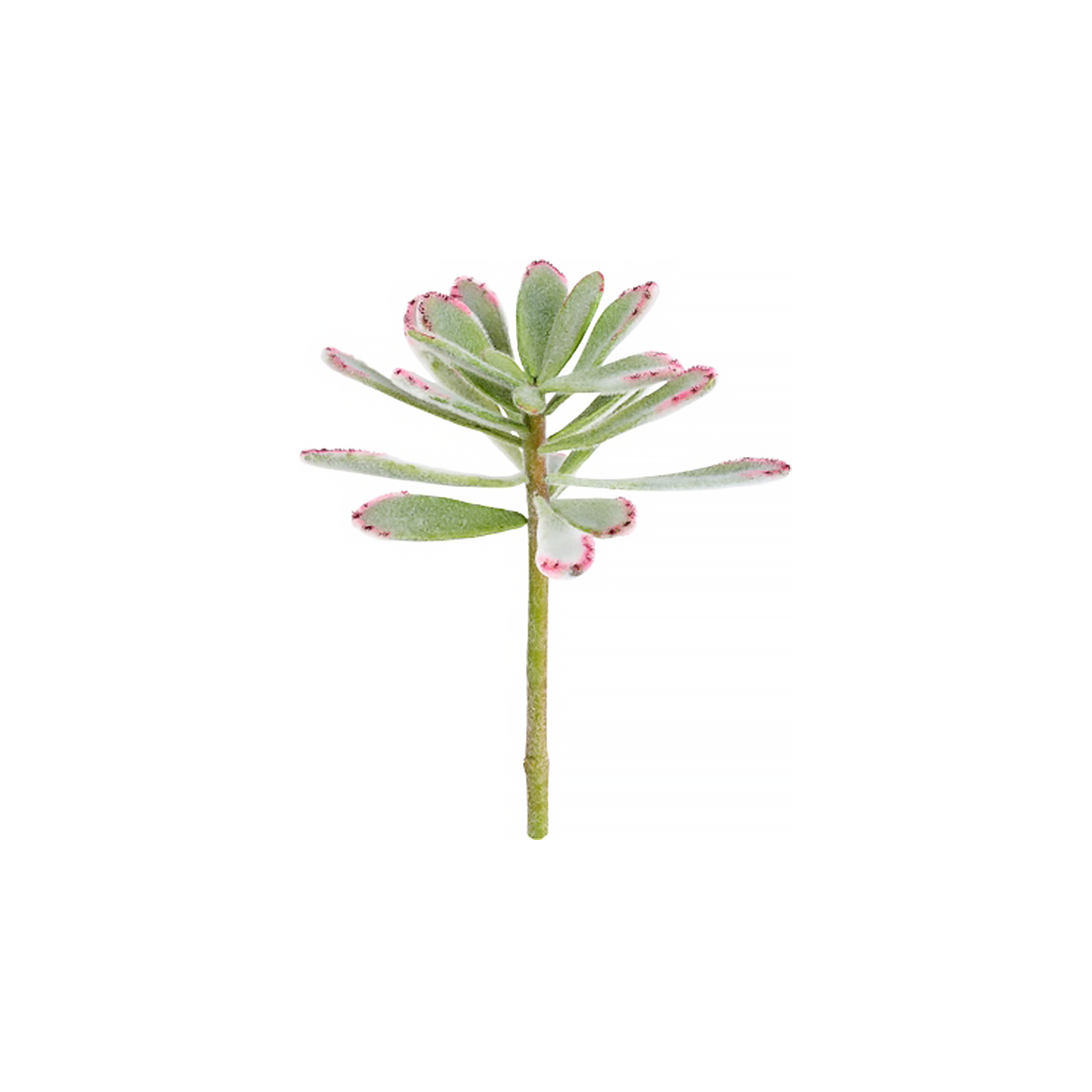 Kalanchoe Succulent Foliage