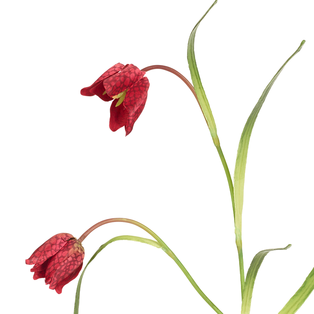Imperial Fritillaria Stem