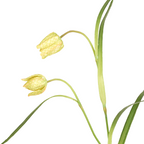 Imperial Fritillaria Stem