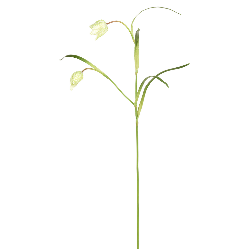 Imperial Fritillaria Stem