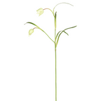 Imperial Fritillaria Stem