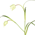 Imperial Fritillaria Stem