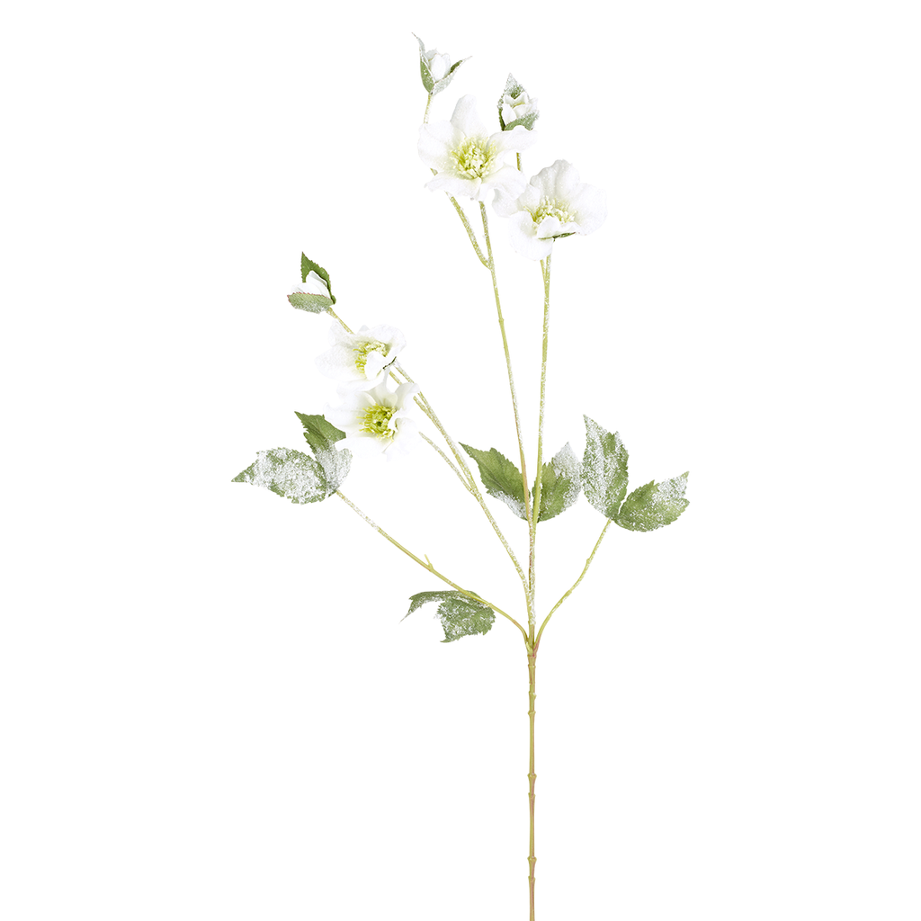 Snow-covered Helleborus Niger stem