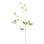 Snow-covered Helleborus Niger stem