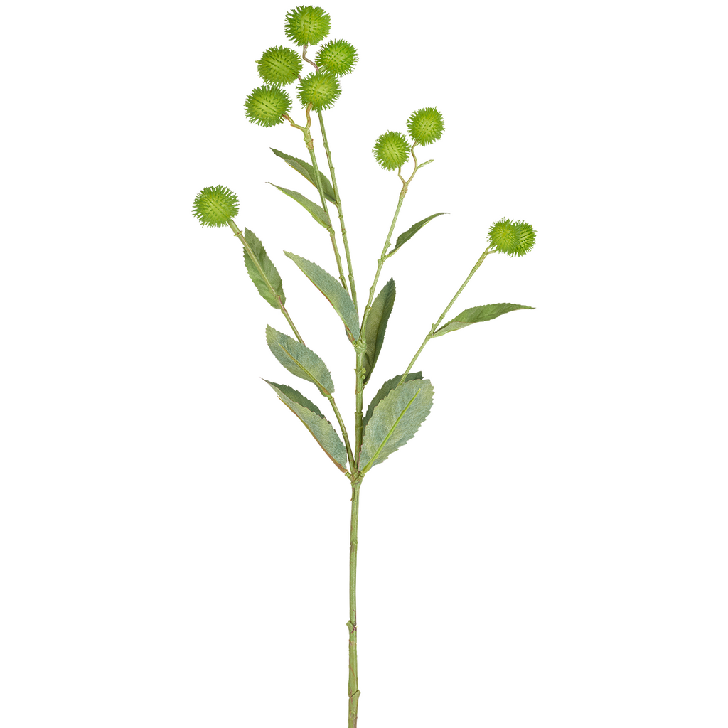 Burdock Foliage and Seeds