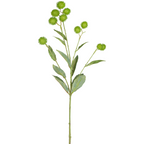 Burdock Foliage and Seeds