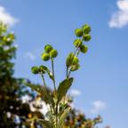 Burdock Foliage and Seeds