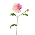 Dahlia Estiva Stem