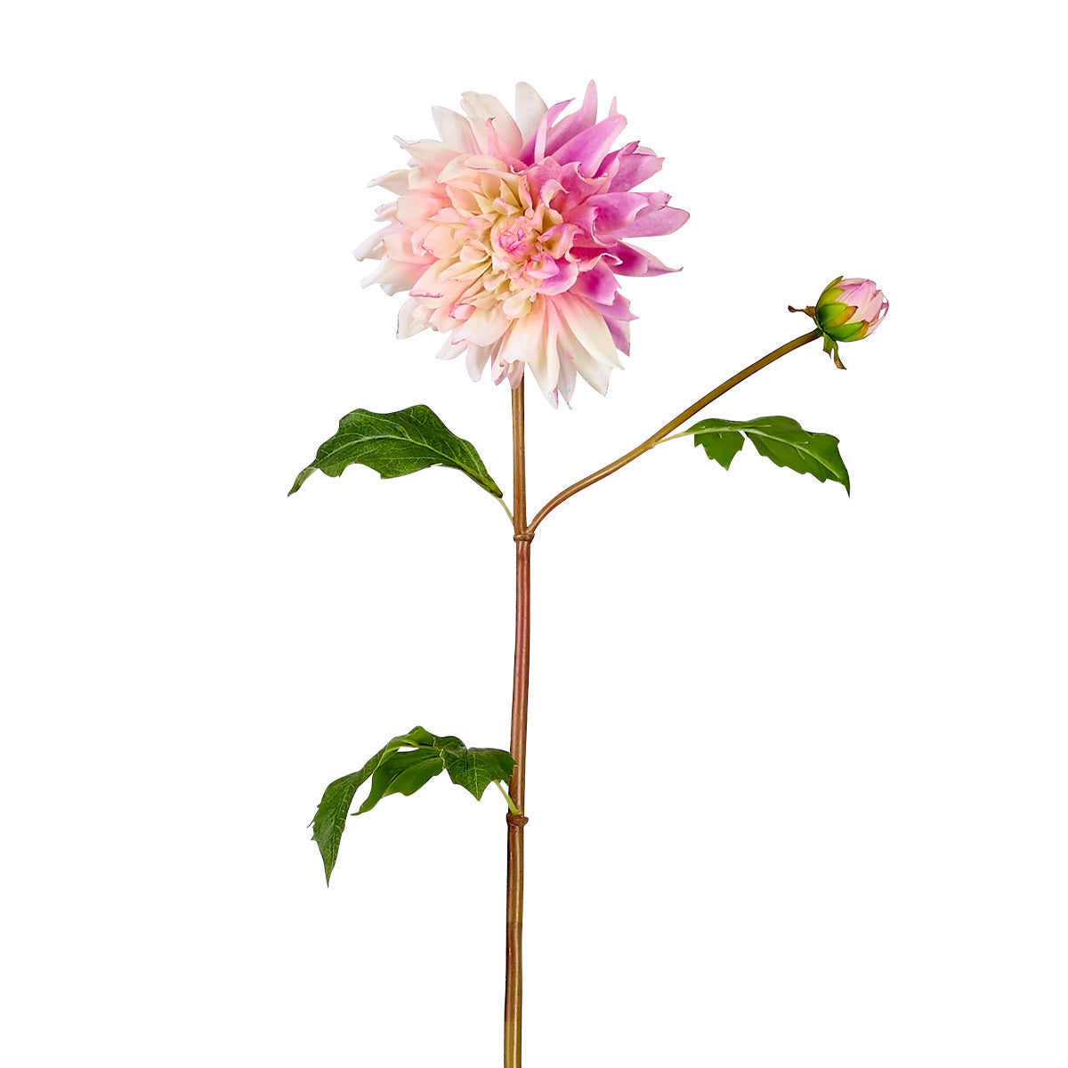 Dahlia Estiva Stem