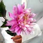 Dahlia Estiva Stem