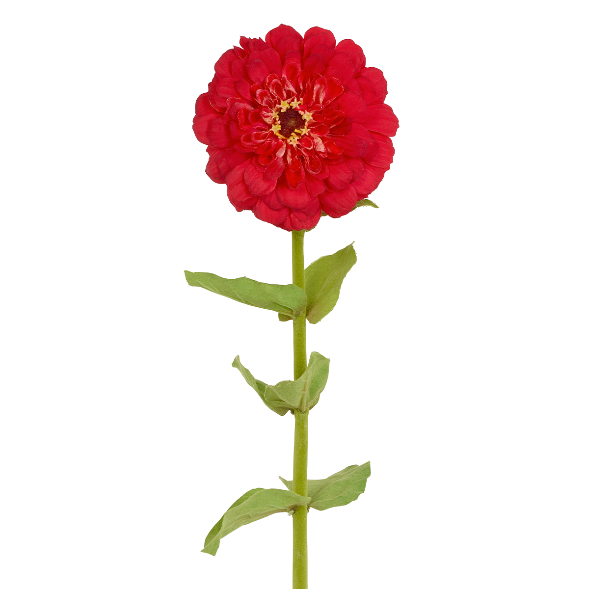 Zinnia Simone stem