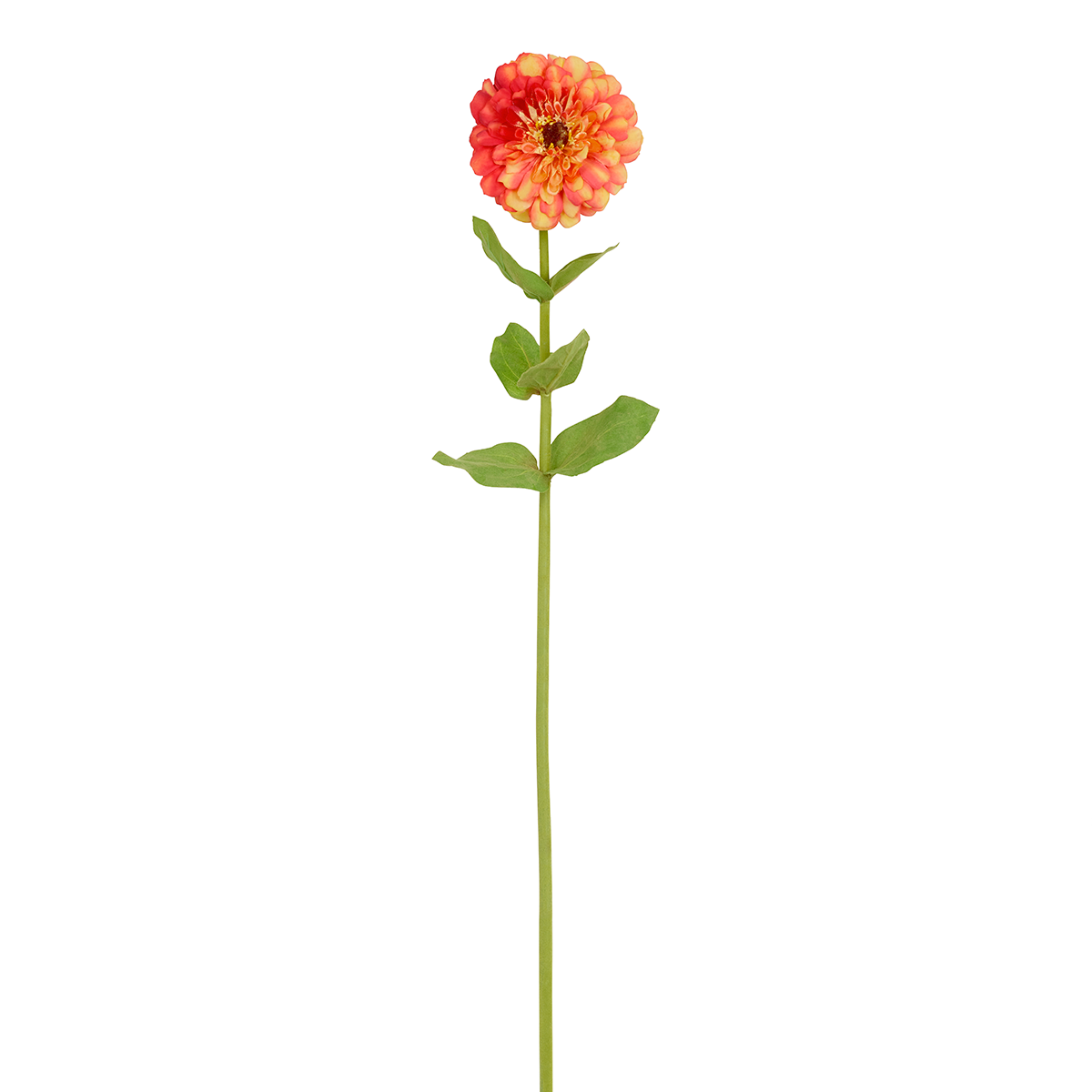 Zinnia Simone stem