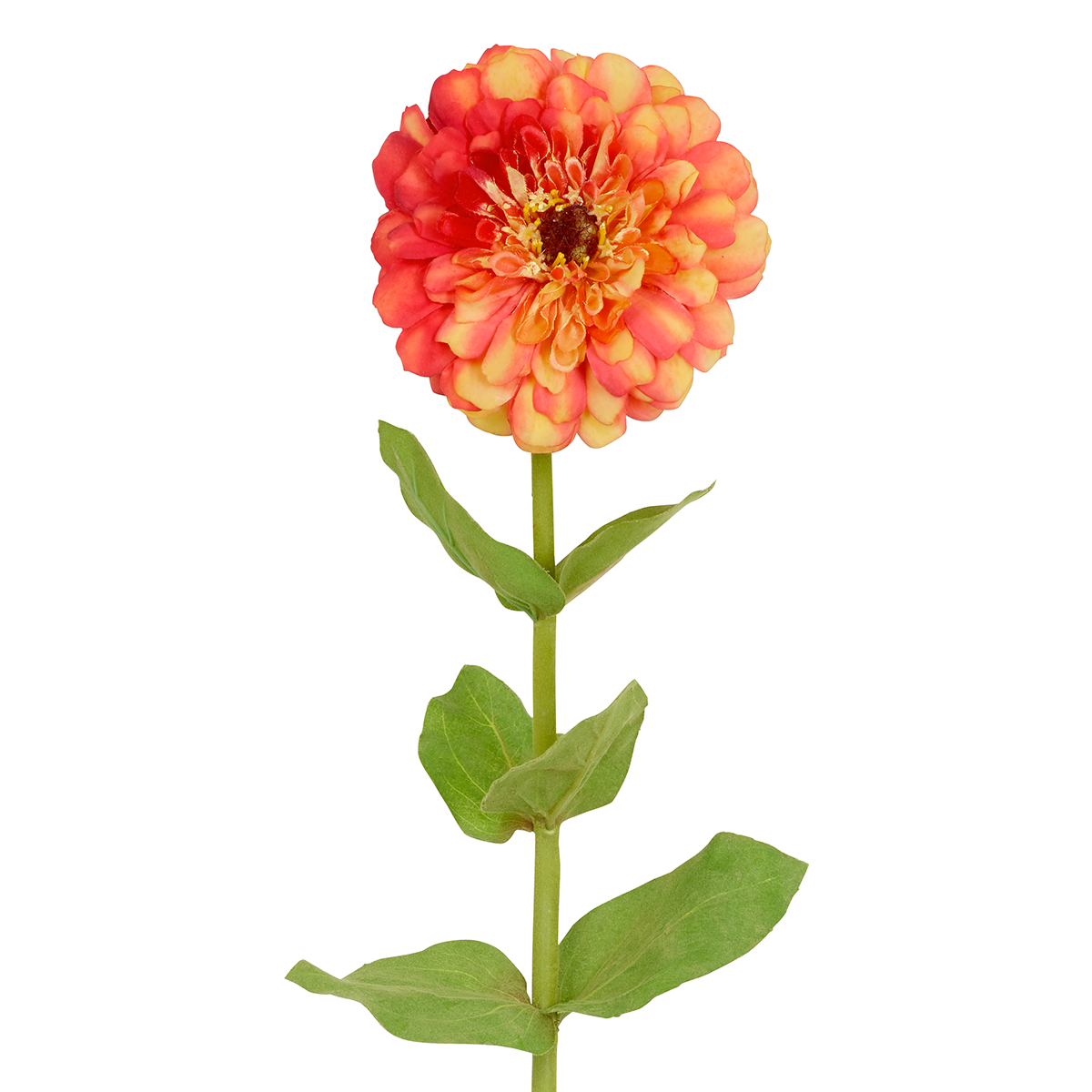 Zinnia Simone stem