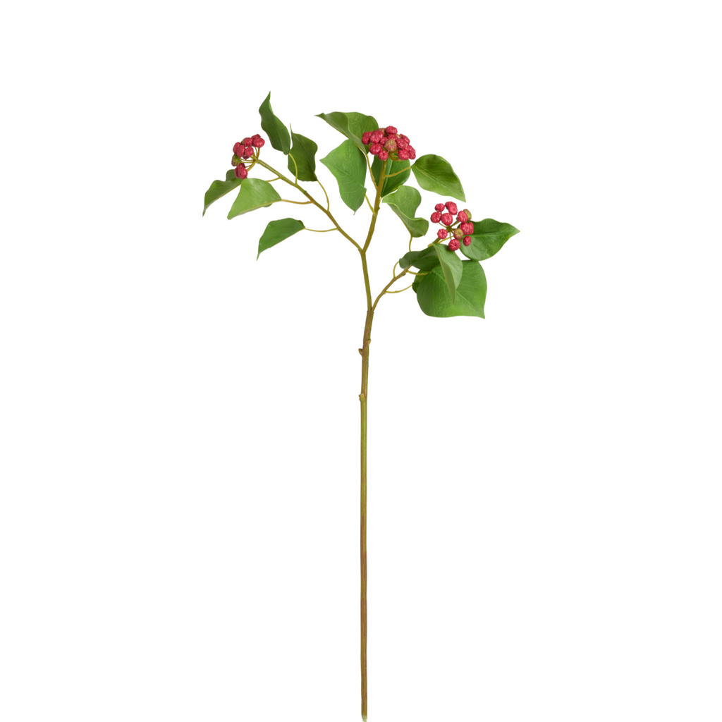 Japanese Holly Branch