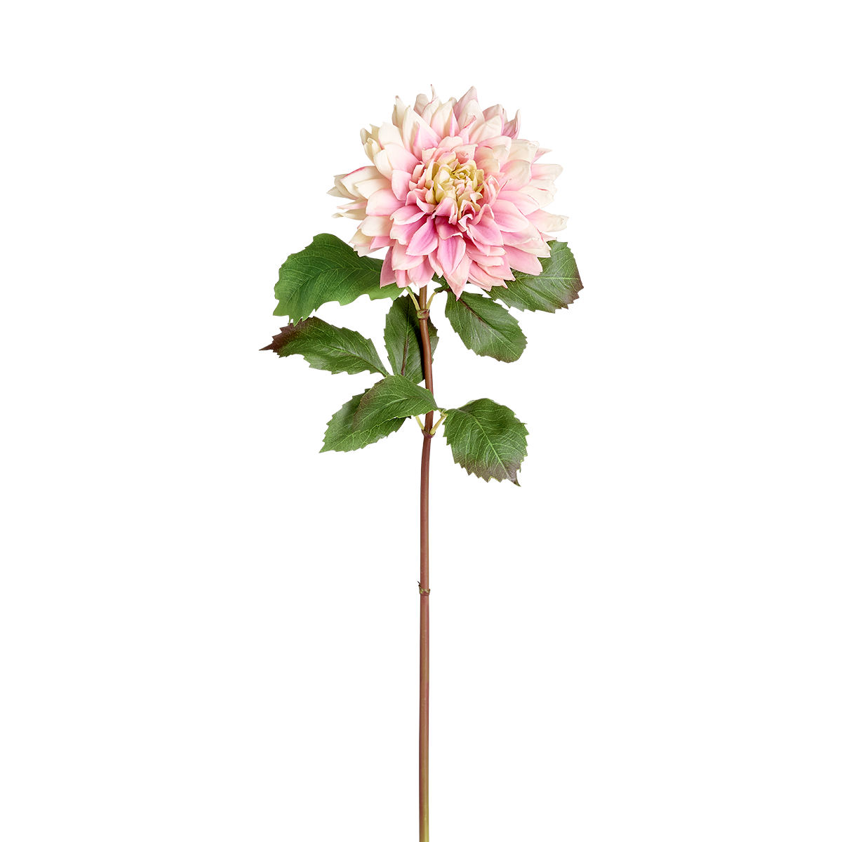 Dahlia Monica stem