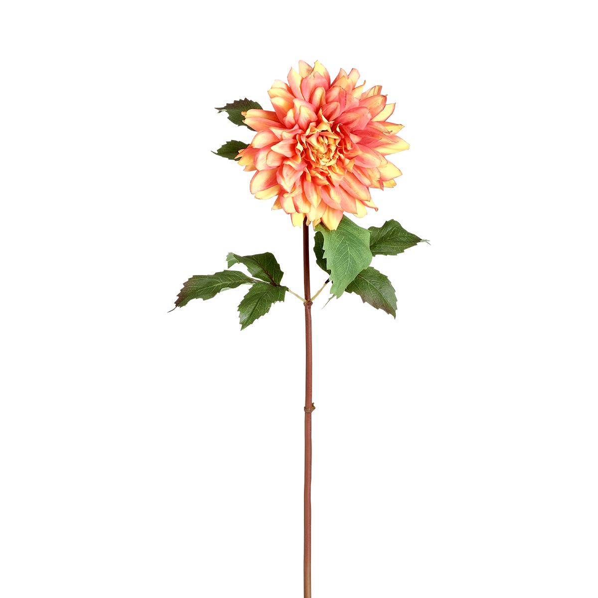 Dahlia Monica stem