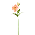 Double Oriental Lily Stem