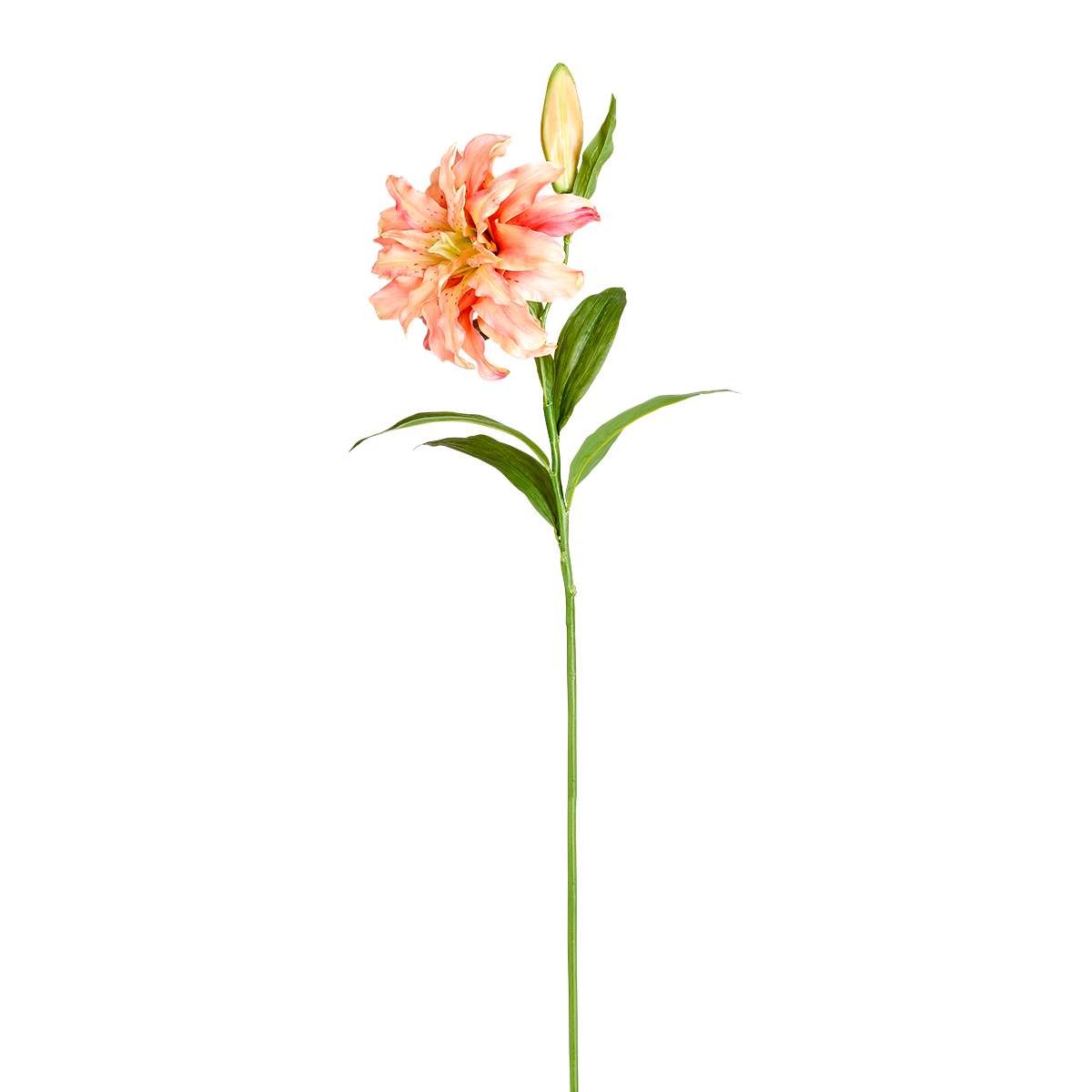 Double Oriental Lily Stem