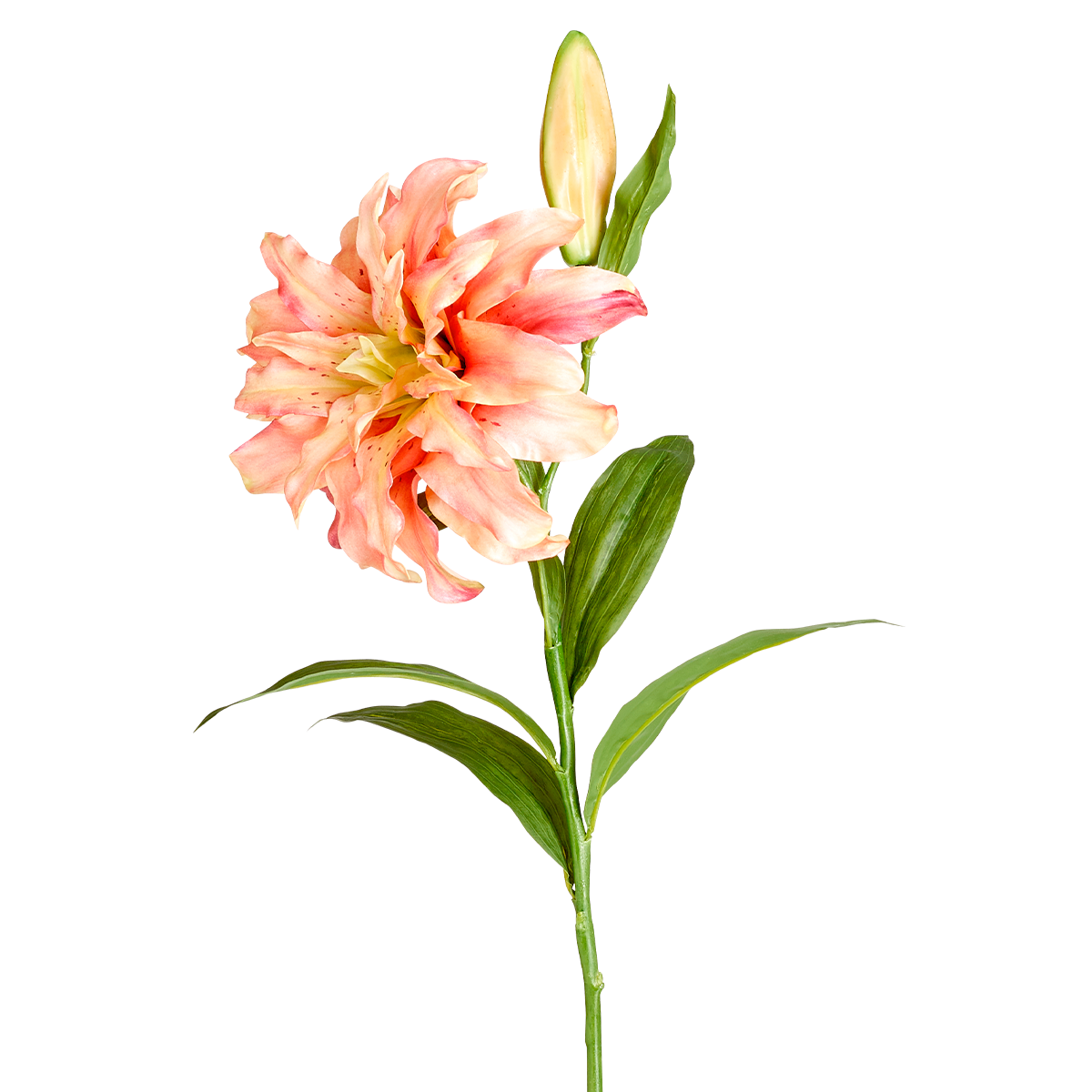 Double Oriental Lily Stem