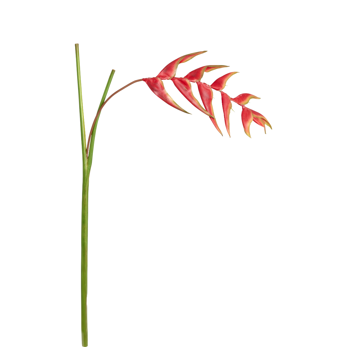 Drooping Heliconia Stem