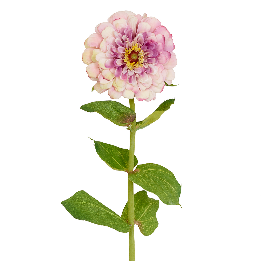 Zinnia Simone stem